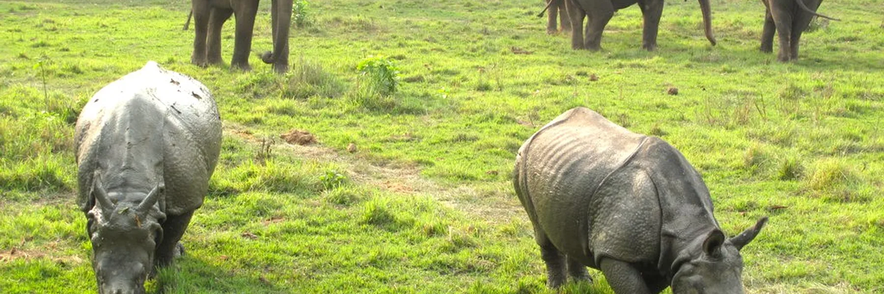 Chitwan Jungle Safari Tour: 2 Nights / 3 Days