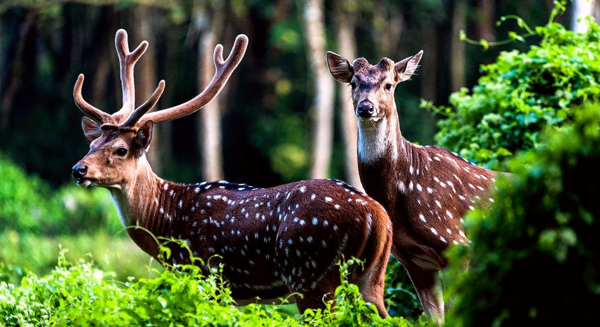 Deer in Chitwan
