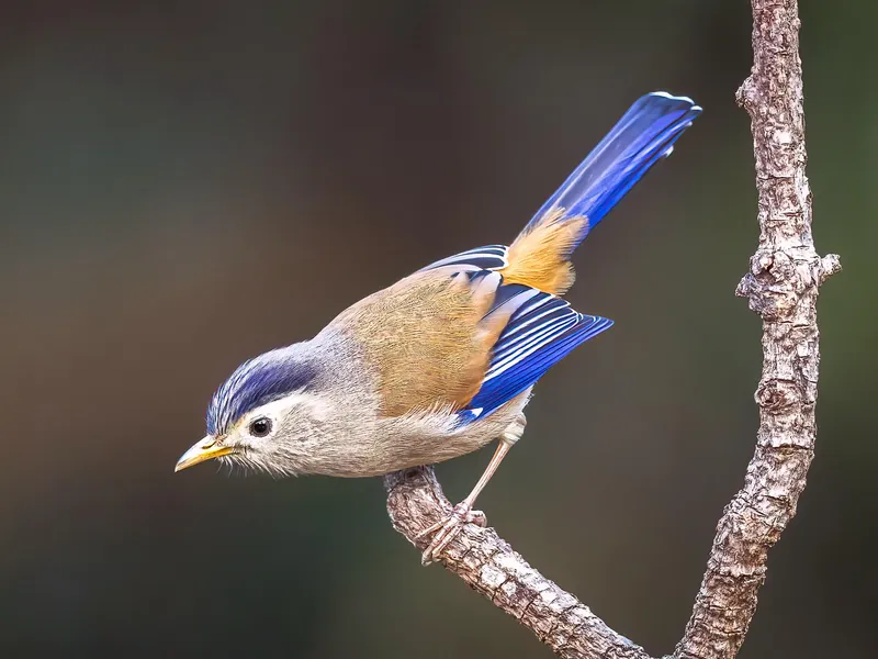 Wildlife Holidays